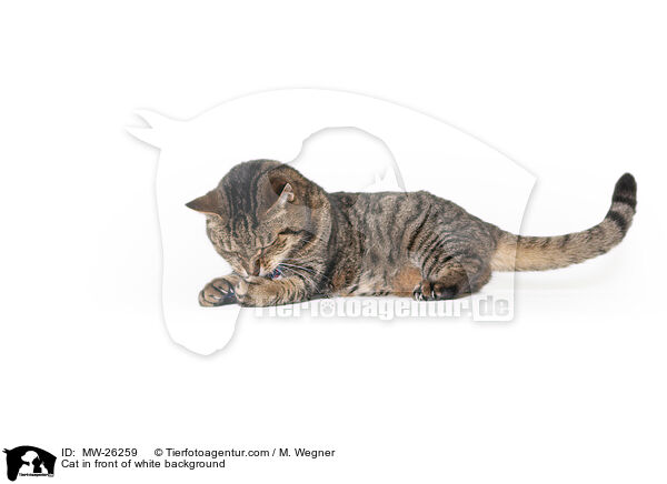 Katze vor weiem Hintergrund / Cat in front of white background / MW-26259