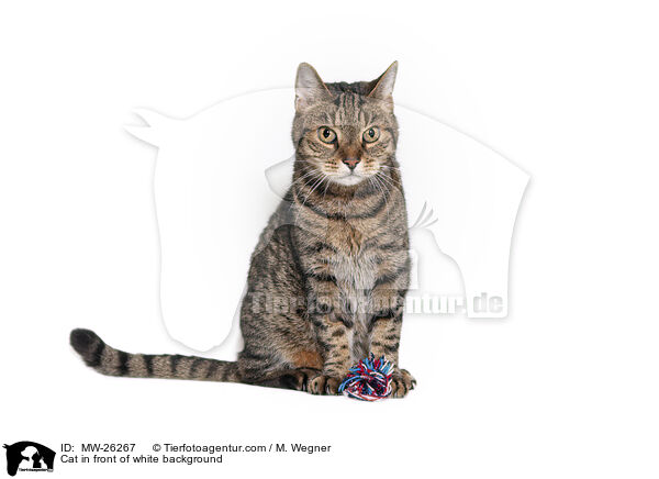 Katze vor weiem Hintergrund / Cat in front of white background / MW-26267