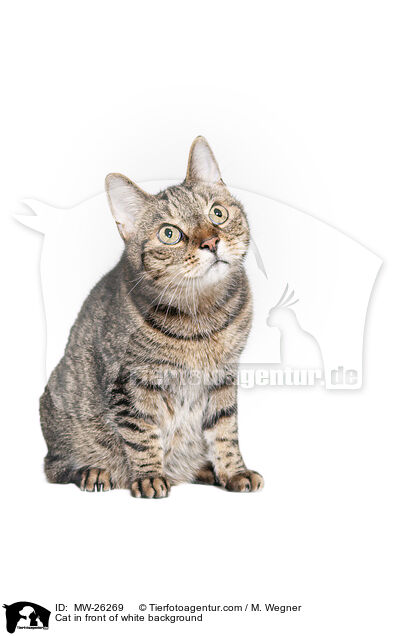 Cat in front of white background / MW-26269