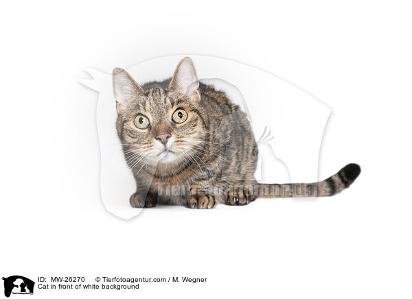 Cat in front of white background / MW-26270