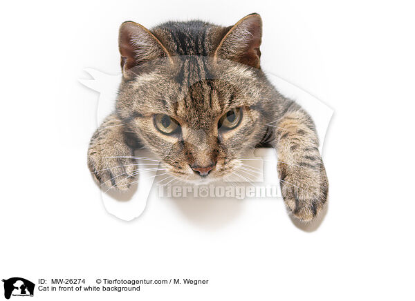 Katze vor weiem Hintergrund / Cat in front of white background / MW-26274