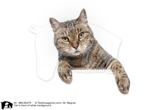 Katze vor weiem Hintergrund / Cat in front of white background / MW-26275