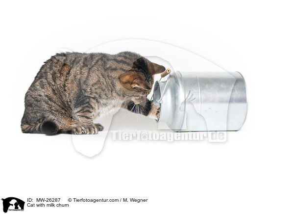 Katze mit Milchkanne / Cat with milk churn / MW-26287