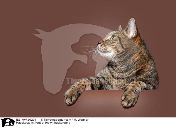 Hauskatze vor braunem Hintergrund / Hauskatze in front of brown background / MW-26294