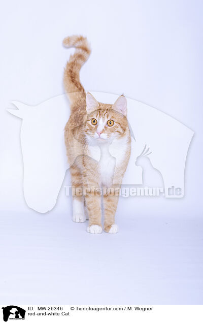 rot-weie Katze / red-and-white Cat / MW-26346