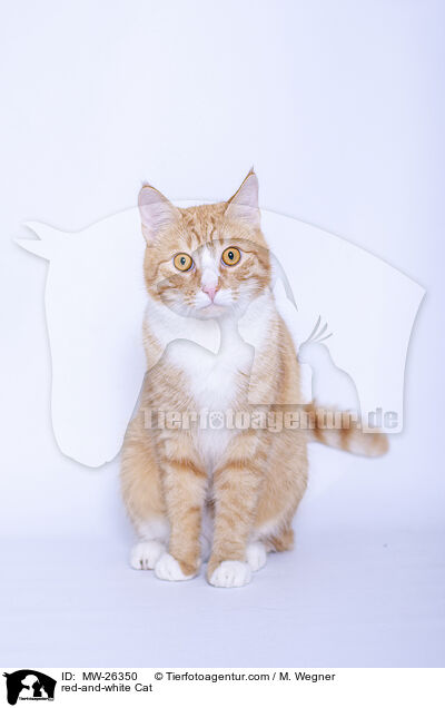 rot-weie Katze / red-and-white Cat / MW-26350