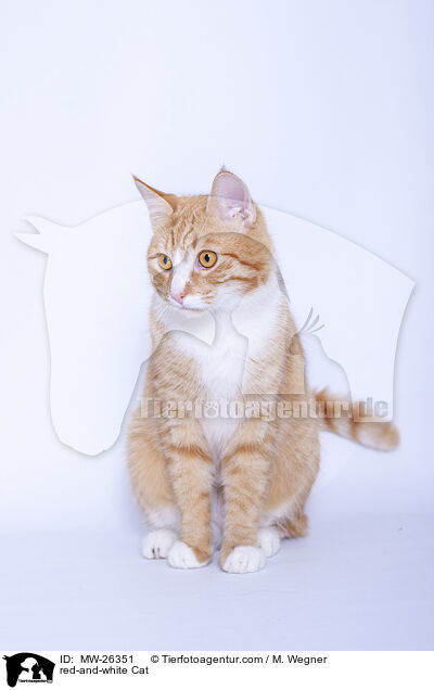 rot-weie Katze / red-and-white Cat / MW-26351