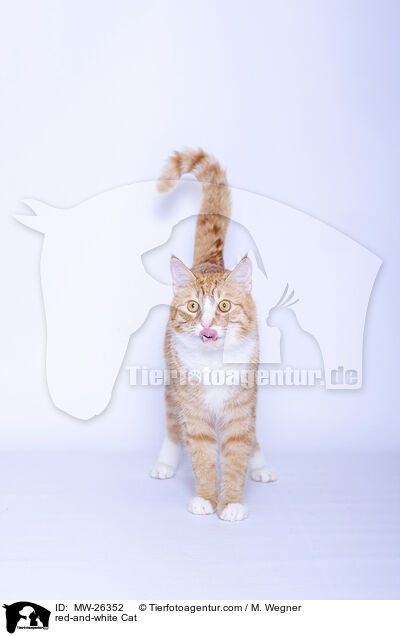 rot-weie Katze / red-and-white Cat / MW-26352