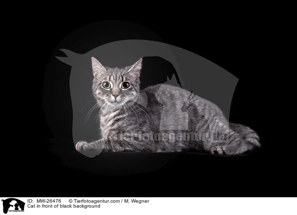 Katze vor schwarzem Hintergrund / Cat in front of black background / MW-26476