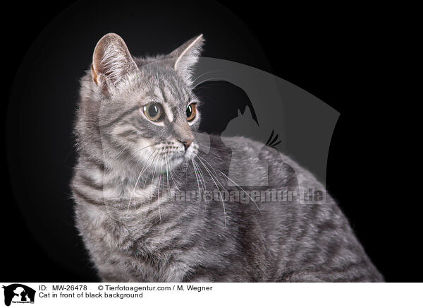 Katze vor schwarzem Hintergrund / Cat in front of black background / MW-26478
