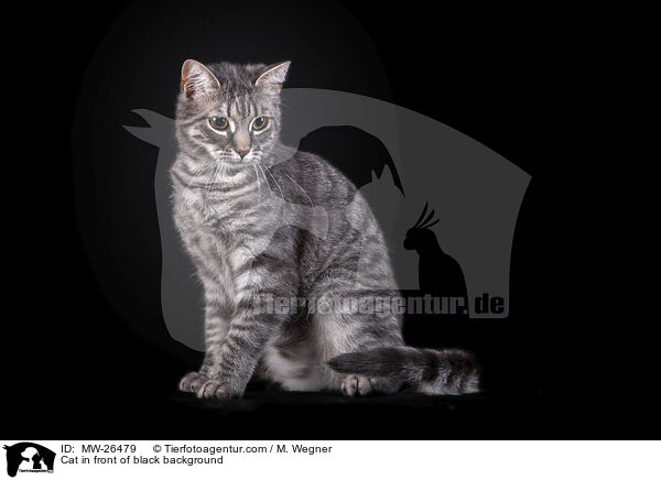 Katze vor schwarzem Hintergrund / Cat in front of black background / MW-26479