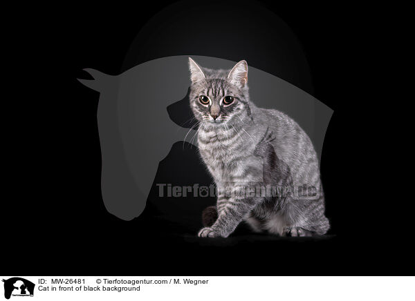 Katze vor schwarzem Hintergrund / Cat in front of black background / MW-26481