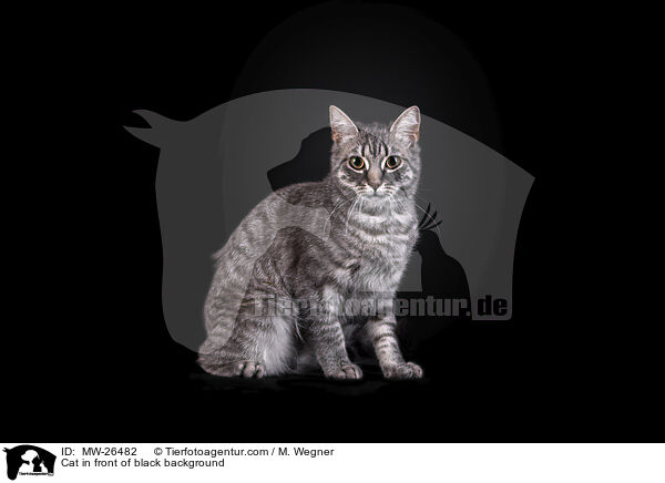 Katze vor schwarzem Hintergrund / Cat in front of black background / MW-26482