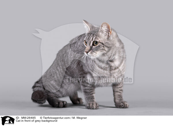 Katze vor grauem Hintergrund / Cat in front of grey background / MW-26485