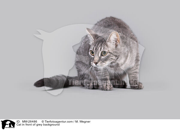 Katze vor grauem Hintergrund / Cat in front of grey background / MW-26486