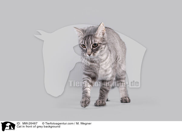 Katze vor grauem Hintergrund / Cat in front of grey background / MW-26487