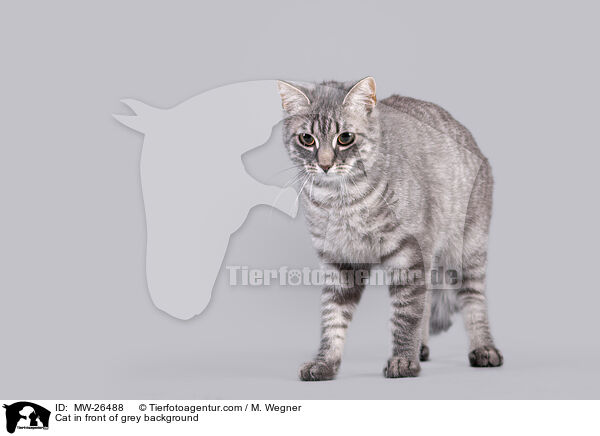 Katze vor grauem Hintergrund / Cat in front of grey background / MW-26488