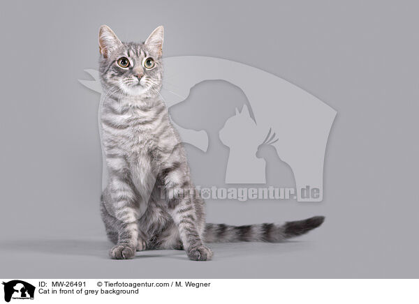 Katze vor grauem Hintergrund / Cat in front of grey background / MW-26491