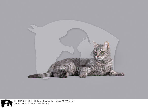 Katze vor grauem Hintergrund / Cat in front of grey background / MW-26493