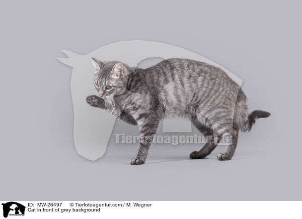 Katze vor grauem Hintergrund / Cat in front of grey background / MW-26497