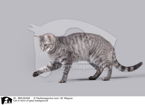 Katze vor grauem Hintergrund / Cat in front of grey background / MW-26498
