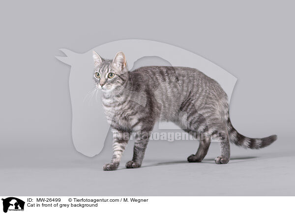 Katze vor grauem Hintergrund / Cat in front of grey background / MW-26499