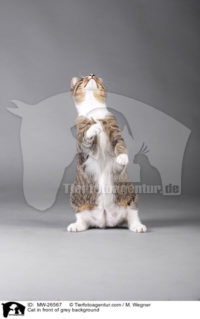 Katze vor grauem Hintergrund / Cat in front of grey background / MW-26567