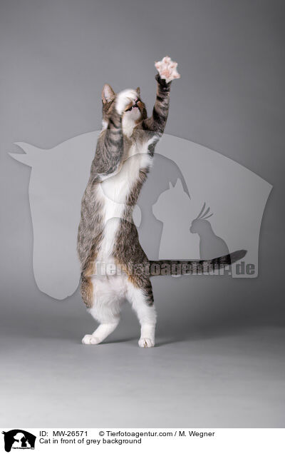 Katze vor grauem Hintergrund / Cat in front of grey background / MW-26571