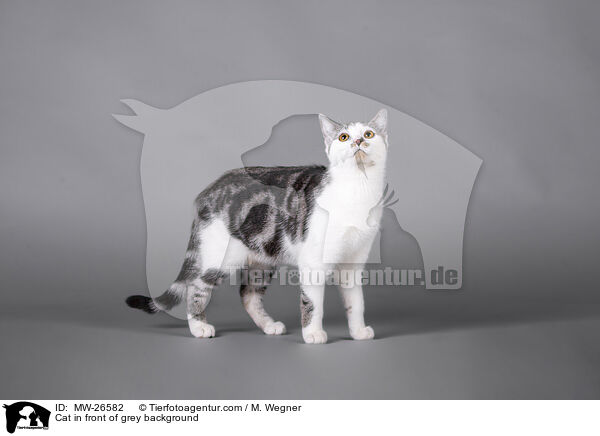 Katze vor grauem Hintergrund / Cat in front of grey background / MW-26582