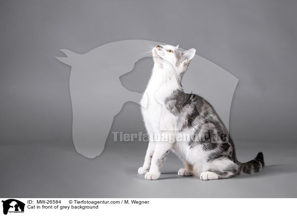 Katze vor grauem Hintergrund / Cat in front of grey background / MW-26584