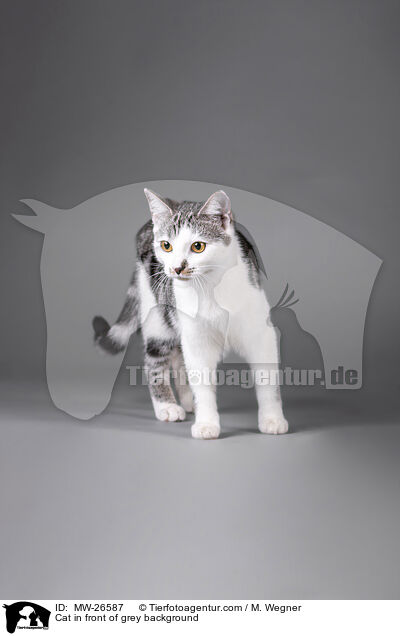 Katze vor grauem Hintergrund / Cat in front of grey background / MW-26587