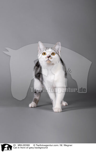 Katze vor grauem Hintergrund / Cat in front of grey background / MW-26588