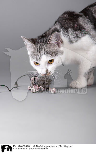 Katze vor grauem Hintergrund / Cat in front of grey background / MW-26590