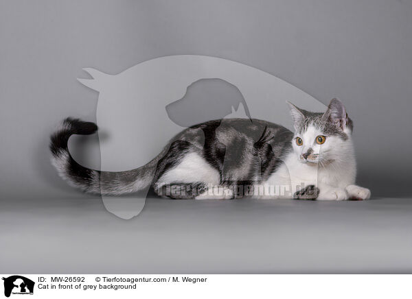Katze vor grauem Hintergrund / Cat in front of grey background / MW-26592