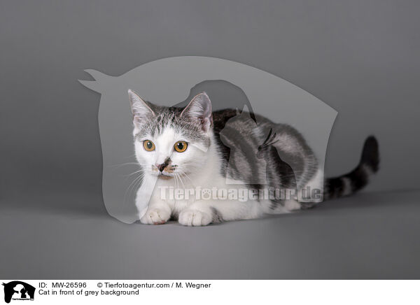 Katze vor grauem Hintergrund / Cat in front of grey background / MW-26596