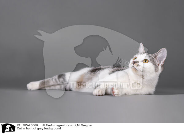 Katze vor grauem Hintergrund / Cat in front of grey background / MW-26600