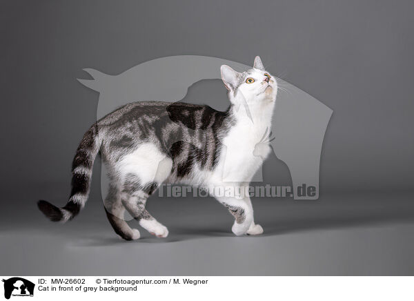 Katze vor grauem Hintergrund / Cat in front of grey background / MW-26602