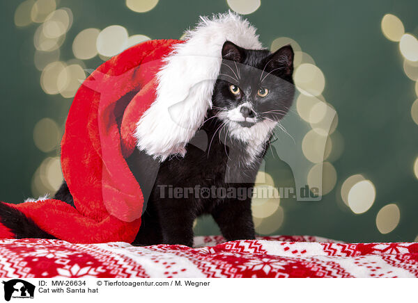 Katze mit Weihnachtsmannmtze / Cat with Santa hat / MW-26634