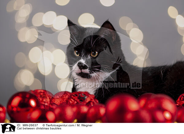 Katze zwischen Christbaumkugeln / Cat between christmas baubles / MW-26637