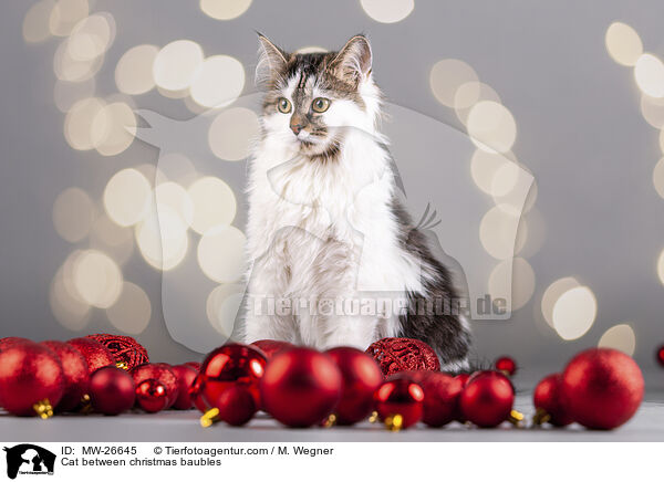 Katze zwischen Christbaumkugeln / Cat between christmas baubles / MW-26645