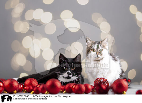 Katze zwischen Christbaumkugeln / Cat between christmas baubles / MW-26646