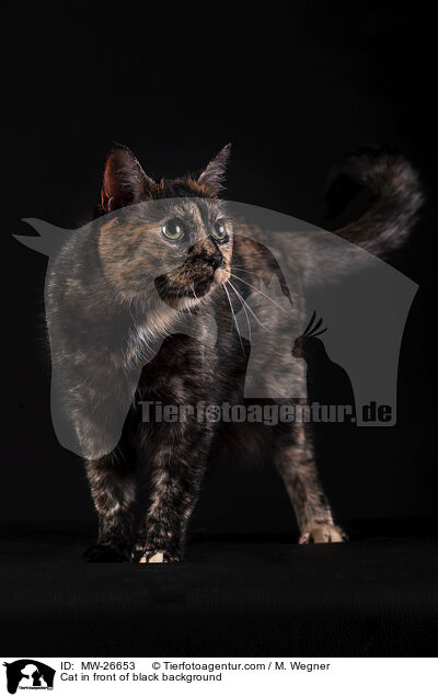 Katze vor schwarzem Hintergrund / Cat in front of black background / MW-26653