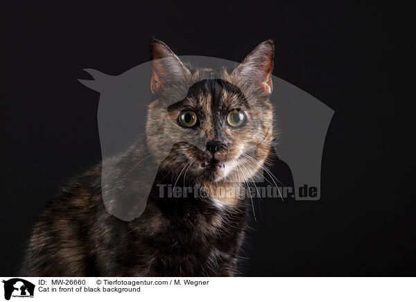 Katze vor schwarzem Hintergrund / Cat in front of black background / MW-26660