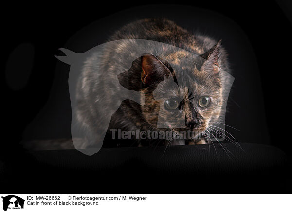 Katze vor schwarzem Hintergrund / Cat in front of black background / MW-26662
