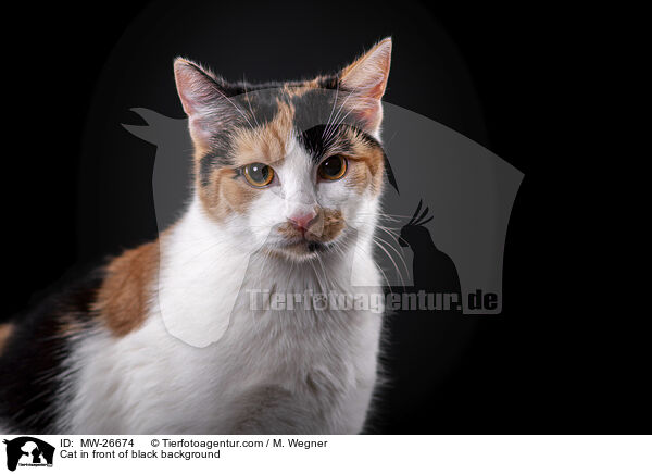 Katze vor schwarzem Hintergrund / Cat in front of black background / MW-26674