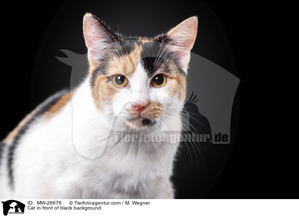 Katze vor schwarzem Hintergrund / Cat in front of black background / MW-26676