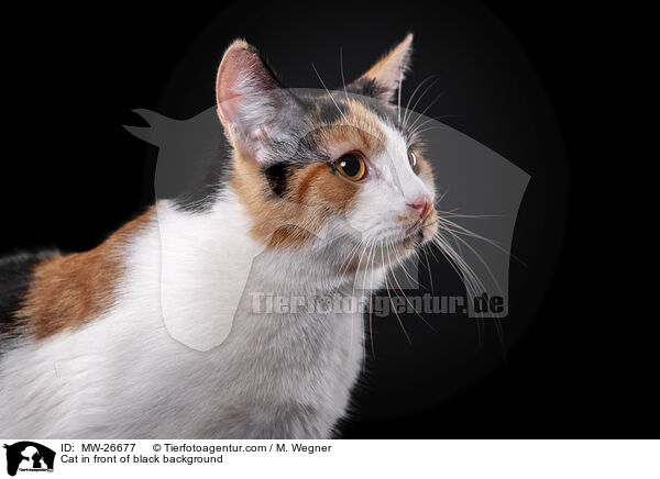 Katze vor schwarzem Hintergrund / Cat in front of black background / MW-26677
