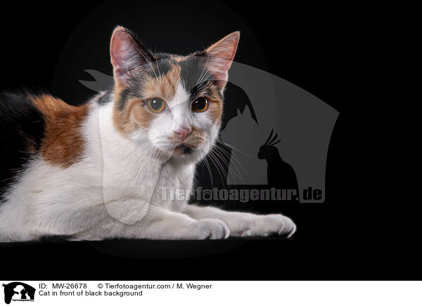 Katze vor schwarzem Hintergrund / Cat in front of black background / MW-26678