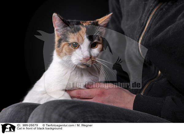 Katze vor schwarzem Hintergrund / Cat in front of black background / MW-26679