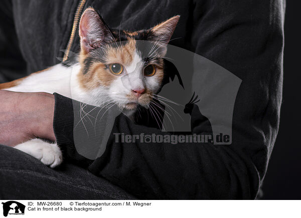 Katze vor schwarzem Hintergrund / Cat in front of black background / MW-26680